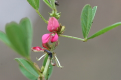 Indigofera trifoliata